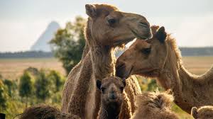 Infinite pics animals pack answers. Camels The Perfect Icebreakers For Coast S Singles Sunshine Coast Daily