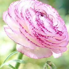 Ranunculus Bulbs Spring Planted White Picotee Bag Of 100 Bulb Flowers Ranunculus Rose Seeds