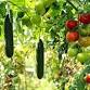 Inicio de semillas con URI Master Gardeners