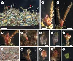 Image result for Tristicha trifaria