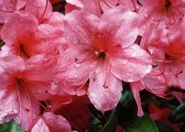 Azaleas, the major ornamental plant in louisiana's residential and commercial landscapes, are available in a tremendous number of flower colors, growth habits and foliage characteristics. Pin On Landscape Care