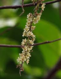 Image result for Homalium