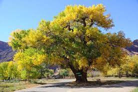 3 Types Of Cottonwood Trees Tree Images Cottonwood Buy Trees
