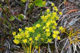 Wildflowers of the canadian rocky mountains is an image list of flowering plants found in the rocky mountains in canada. Tiny Mountain Flower Free Stock Photos Rgbstock Free Stock Images Micromoth October 24 2012 3