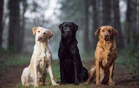 Best Labrador Colour Does Coat Make A Difference The Field