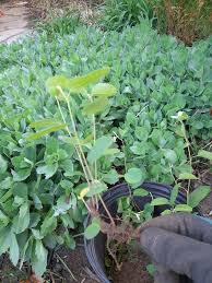 Image result for Amellus reductus