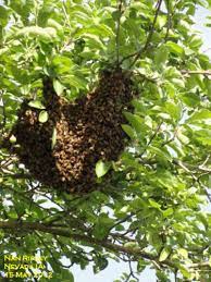Поделись найденными gif или попробуй похожие gif запросы. Honey Bee Swarms Are Common But Not Dangerous Horticulture And Home Pest News