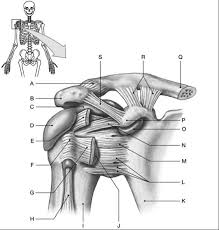 Select from premium shoulder anatomy images of the highest quality. Ue Wksht 10 Right Shoulder Joint Ligaments Diagram Quizlet