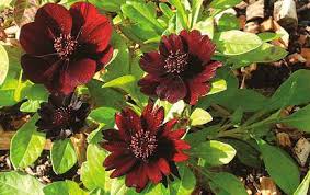 Image result for Dierama parviflorum