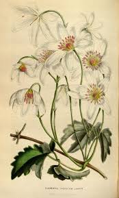 Clematis Indivisa Puawhananga Var Lobata Flore Des Serres Et Des Jardins De L Europe 1848 Biodiversity Heritage Library