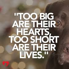 Pin By Holly Kaller Johnson On Animals Dog Quotes Dog Quotes Love Dog Love