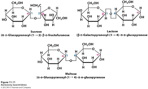 Sucrose Lactose Maltose Some Digestible Disaccharides In Food Chemistry Chemical Structure Biochemistry