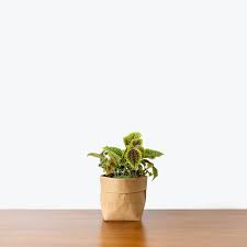 Image result for Pilea johnstonii