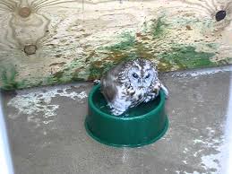 But there was one downside. Owl Bath Time Youtube