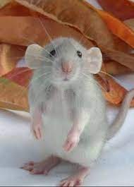 55 Best Rats Images Rats Pet Rats Cute Rats