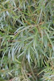 Image result for Searsia lancea