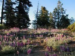 South Fork Trail - San Gorgonio Wilderness