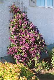 Check spelling or type a new query. Polish Spirit Clematis Clematis Polish Spirit In Vancouver Victoria Burnaby Penticton Coquitlam British Columbia Bc At Gardenworks