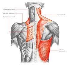 Intermediate back muscles and c. Back Muscles 28 Major Muscles Of The Back Earth S Lab