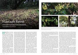 Image result for Cavacoa aurea