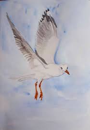 Original Watercolor Seagull Suluboya Sulu Boya Kus