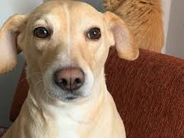 Thursday, august 26 is national dog day and what better to way to pamper man's best friend with some. Qbcxhxc5w4ydhm