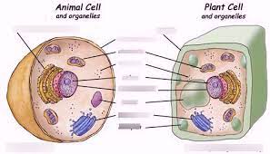 Maybe you would like to learn more about one of these? Animal And Plant Cell Organelles Diagram Quizlet