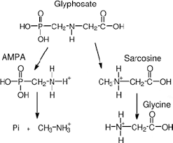 Structure Of Glyphosate And Its Major Metabolic And Breakdown Products Download Scientific Diagram
