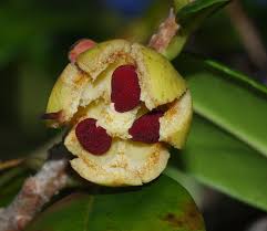 Image result for Pentaphylacaceae