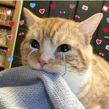 Memesta X Chatroom Perawatan Kucing Meme Kucing Gambar Kucing Lucu