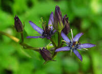 Image result for Swertia fimbriata