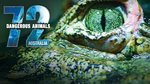 It's shallow and only a few metres wide. Is 72 Dangerous Animals Australia On Netflix Where To Watch The Documentary New On Netflix Usa