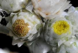 Image result for Helichrysum lastii