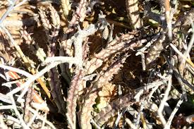 Image result for Tridentea marientalensis