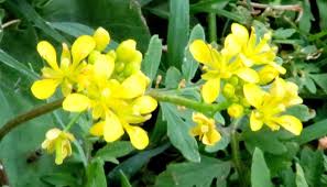 Image result for Rorippa madagascariensis