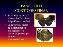 Resultat d'imatges de tracto cortico espinal del cerebro