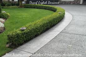 Dwarf English Boxwood For Edging Side Walks Driveways