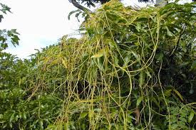 Image result for Cassytha