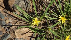 Image result for Geigeria filifolia