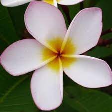 Samoan Flowers Samoan Fluff Flower Size 7 Cm Fragrance Sweet Holding Of Flowers Plants Pink