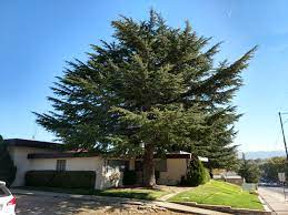 However, a number of trees are given the common name of cedar in the us, despite belonging to other genera, such as the juniper genus.1 x. Backyard Gardener The Cedars Of Lebanon And Beyond November 1 2017