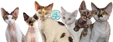 Pedersen est directeur du laboratoire de génétique vétérinaire et du centre de santé de l'animal de. La Peritonite Infectieuse Feline Pif Association Europeenne Du Devon Rex Aedrex