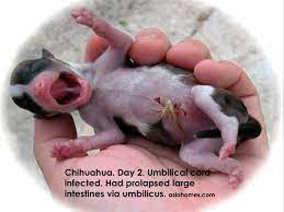 Chihuahua Prolapsed Large Intestines Puppies Stories Published By Asiahomes Com Internet Classifieds Apartments Rent