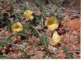 Image result for Tribulus zeyheri