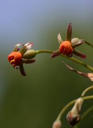 Image result for Tulbaghia alliacea