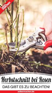 Rosen Schneiden Im Herbst So Geht S Ganz Einfach Schritt Fur Schritt In 2020 Garten Bepflanzen Garten Anpflanzen Garten Pflanzen