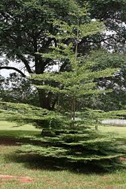 Image result for Terminalia tricristata