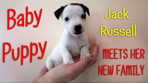 Check spelling or type a new query. New Puppy Baby Jack Russell Meets New Family Youtube