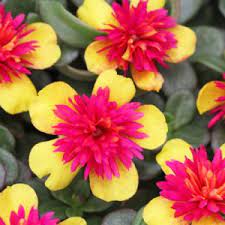 Grazie a piantina online now riceverai velocemente la tua nuova piantina con tanti spunti per la tua nuova casa. Piantine Di Portulaca Online Portulaca Grandiflora Viridea Le Mie Piantine Di Salvia E Basilico Da Qualche Settimana Hanno Perso Colore Specialmente Budhirorodilna