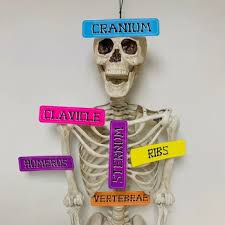 We did not find results for: Human Skeleton Major Bones Labels By Academic Fiesta Tpt